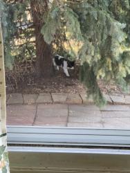 Found/Stray Unknown Cat last seen South of 10 Mike, east of Van Dyke, Center Line, MI 48015