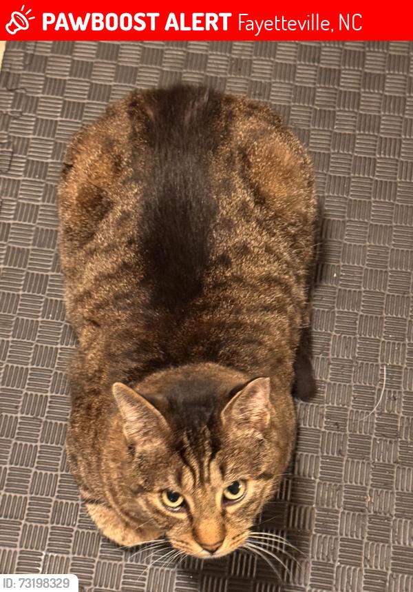 Lost Male Cat last seen Near capes hosp, Fayetteville, NC 28306