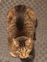 Lost Male Cat last seen Near capes hosp, Fayetteville, NC 28306