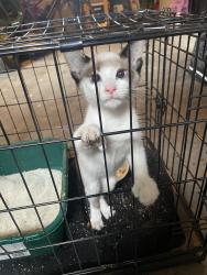 Found/Stray Unknown Cat last seen Singleton street at Edgewood Ave, Indianapolis, IN 46227
