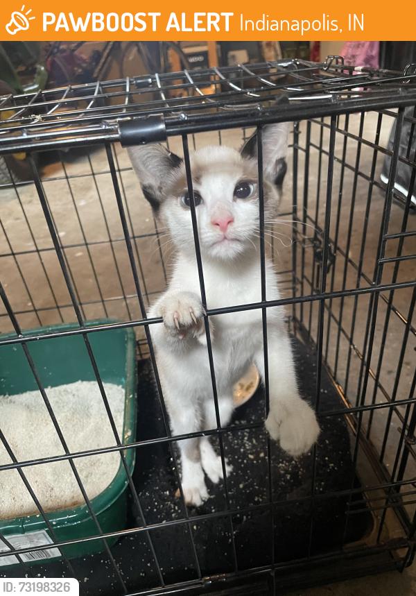 Found/Stray Unknown Cat last seen Singleton street at Edgewood Ave, Indianapolis, IN 46227