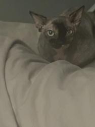Reunited Female Cat last seen Old Homd Rd off Merrimon Ave Woodfin Area, Asheville, NC 28804