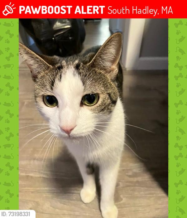 Lost Female Cat last seen Fairview st, South Hadley, MA 01075