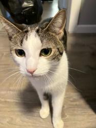 Lost Female Cat last seen Fairview st, South Hadley, MA 01075