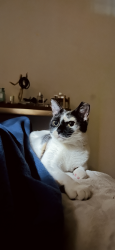 Reunited Female Cat last seen Kenneth & argyle, Chicago, IL 60630