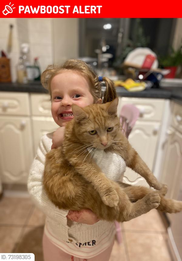 Lost Male Cat last seen The Granary, Glewstone, Ross on Wye, Glewstone, England HR9 6AP