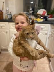 Lost Male Cat last seen The Granary, Glewstone, Ross on Wye, Glewstone, England HR9 6AP