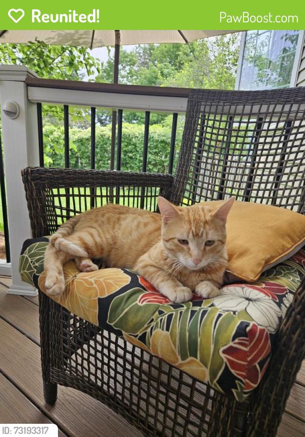 Reunited Male Cat last seen Keating and Eola, Aurora, IL 60503