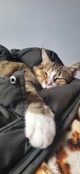 Reunited Male Cat last seen Bristol, Mississauga, ON 