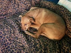 Reunited Male Dog last seen Energy Ave and Loudon that ends on Town Vu Rd, Bentonville, AR 72712