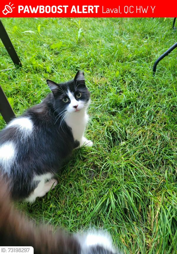 Lost Male Cat last seen Boulevard Notre Dame, Laval, QC H7W 1Y2