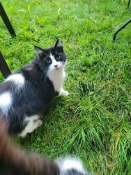 Lost Male Cat last seen Boulevard Notre Dame, Laval, QC H7W 1Y2