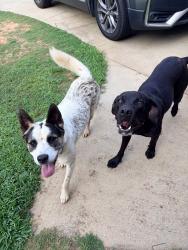 Reunited Male Dog last seen Near uneeda dr, Greenville, SC 29605