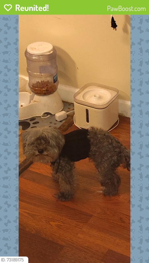 Reunited Male Dog last seen Kent street and Grove street, Elk Grove, CA 95624