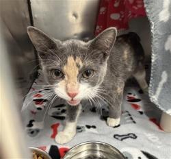 Shelter Stray Female Cat last seen Near BLOCK LITTLEFIELD ST, DETROIT MI 48227, 7401 Chrysler Dr, Detroit, MI 48211, USA