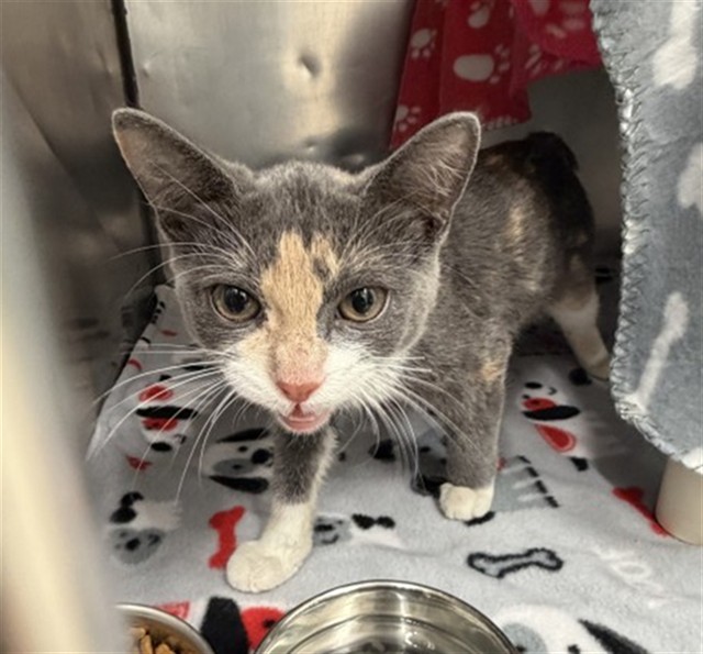 Shelter Stray Female Cat last seen Near BLOCK LITTLEFIELD ST, DETROIT MI 48227, 7401 Chrysler Dr, Detroit, MI 48211, USA