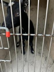 Shelter Stray Male Livestock last seen Near, 2600 S Harding St, Indianapolis, IN 46221, USA
