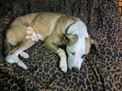 Reunited Female Dog last seen Energy Ave and Loudon, Bentonville, AR 72712
