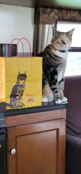 Lost Female Cat last seen Turtle creek, Sherman, TX 75092