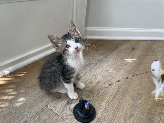 Shelter Stray Male Cat last seen CHARLOTTE, 8315 Byrum Dr, Charlotte, NC 28217, USA