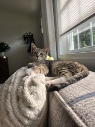 Shelter Stray Female Cat last seen HUNTERSVILLE, 8315 Byrum Dr, Charlotte, NC 28217, USA