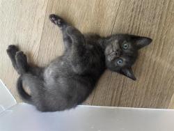 Shelter Stray Male Cat last seen CHARLOTTE, 8315 Byrum Dr, Charlotte, NC 28217, USA