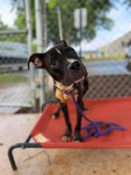 Shelter Stray Male Dog last seen CHARLOTTE, 8315 Byrum Dr, Charlotte, NC 28217, USA