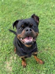 Shelter Stray Male Dog last seen CHARLOTTE, 8315 Byrum Dr, Charlotte, NC 28217, USA