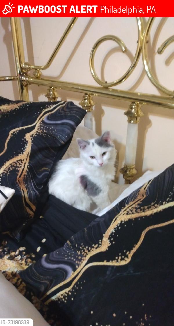 Lost Female Cat last seen Near west clapier street 19144, Philadelphia, PA 19144