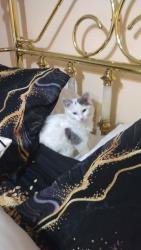 Lost Female Cat last seen Near west clapier street 19144, Philadelphia, PA 19144