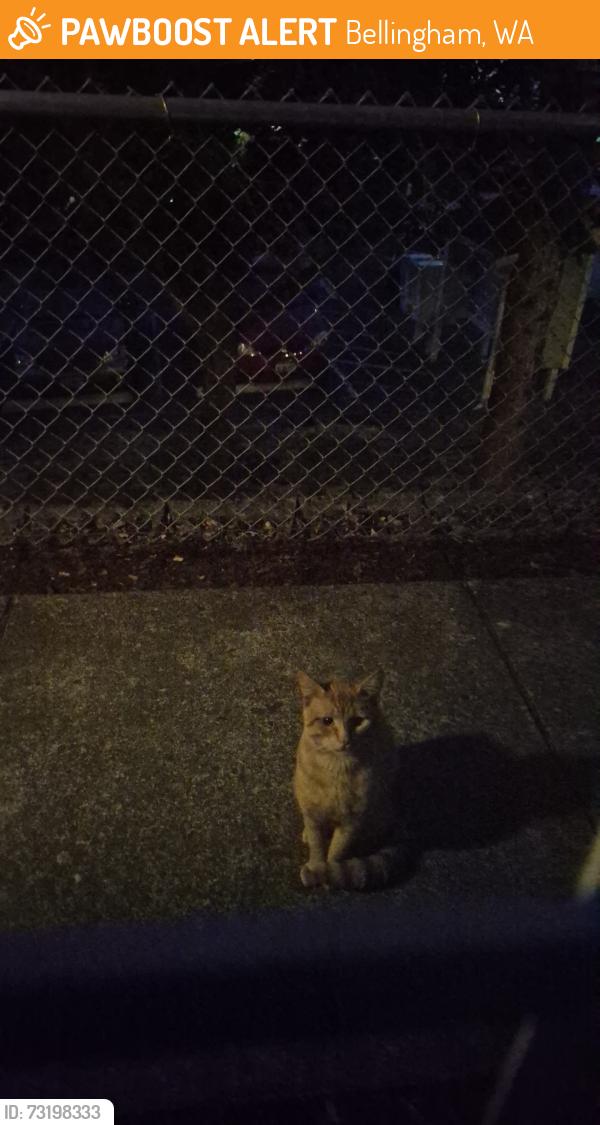 Found/Stray Unknown Cat last seen Near Douglas Avenue, outside my apmt window, Bellingham, WA 98225