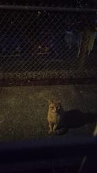 Found/Stray Unknown Cat last seen Near Douglas Avenue, outside my apmt window, Bellingham, WA 98225