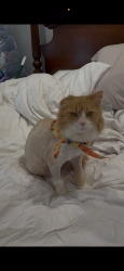 Lost Male Cat last seen Moran Rd and Hillsboro rd Franklin tn, Franklin, TN 37069