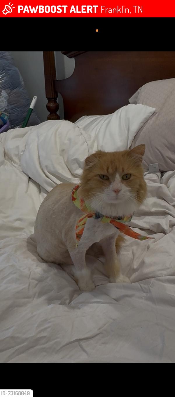 Lost Male Cat last seen Moran Rd and Hillsboro rd Franklin tn, Franklin, TN 37069