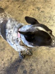 Found/Stray Male Dog last seen Lonesome Dove est Elmendorf Exit, San Antonio, TX 78264