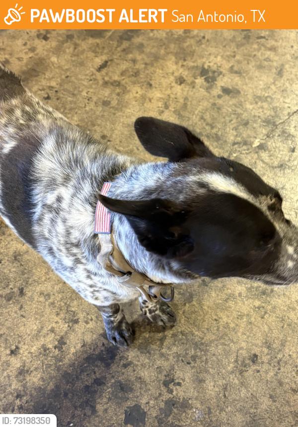 Found/Stray Male Dog last seen Lonesome Dove est Elmendorf Exit, San Antonio, TX 78264