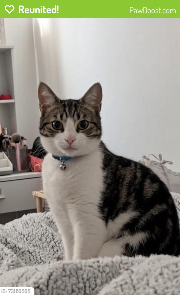 Reunited Male Cat last seen Hallcroft road, Whittlesey, England PE7 1HR