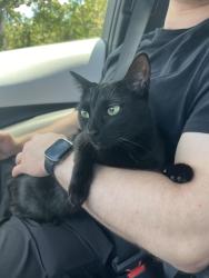 Reunited Female Cat last seen Near donemere way, Fountain Inn, SC 29644