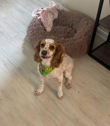 Reunited Female Dog last seen Bunny Ln, Texas, USA, Montgomery County, TX 77355