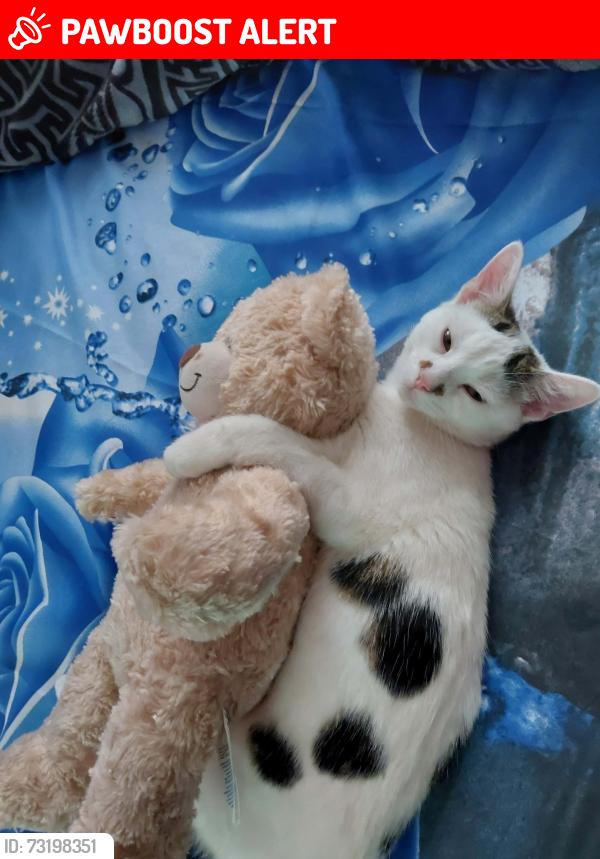 Lost Male Cat last seen Nottingham radford, Nottingham, England NG7 5GT