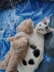Lost Male Cat last seen Nottingham radford, Nottingham, England NG7 5GT
