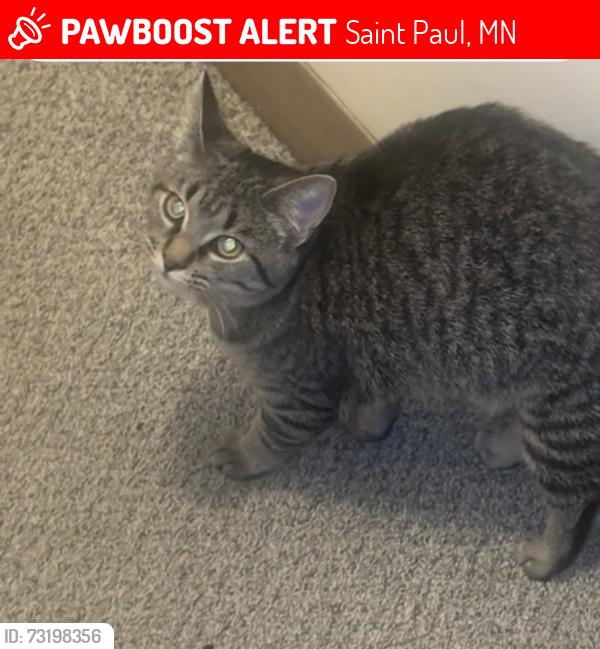 Lost Female Cat last seen Arkwright park, Saint Paul, MN 55130