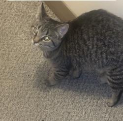 Lost Female Cat last seen Arkwright park, Saint Paul, MN 55130