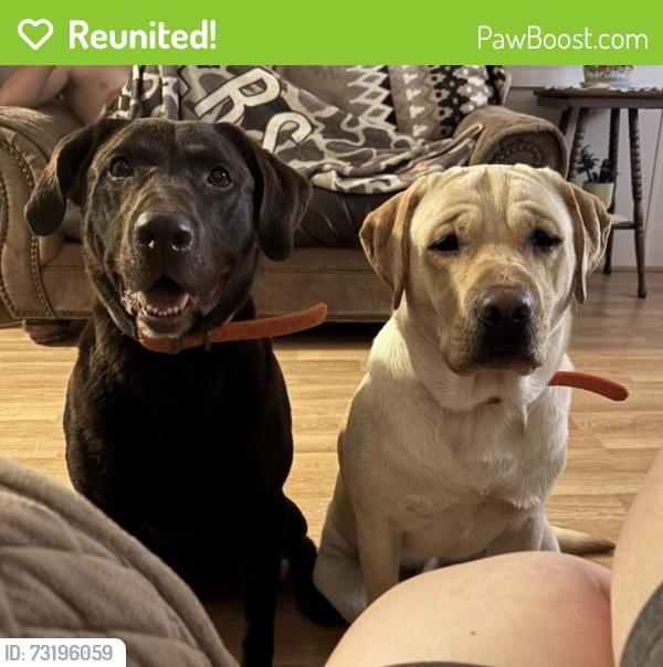 Reunited Male Dog last seen Near Wrenn Rd, Prospect Hill, NC 27314, USA, Prospect Hill, NC 27314