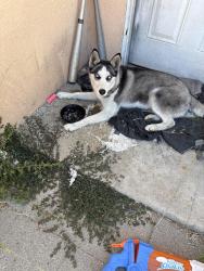 Found/Stray Female Dog last seen Santa Fe and Cameron st, Long Beach, CA 90810