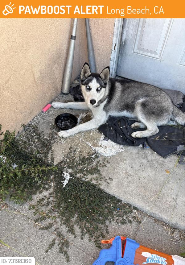 Found/Stray Female Dog last seen Santa Fe and Cameron st, Long Beach, CA 90810