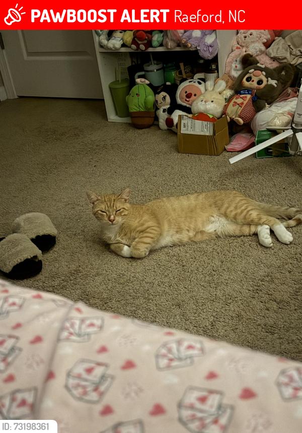 Lost Male Cat last seen Cavalier Dr , Jacksonville, Raeford, NC 28376