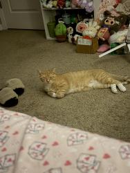 Lost Male Cat last seen Cavalier Dr , Jacksonville, Raeford, NC 28376