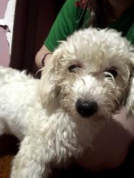 Reunited Female Dog last seen Miami Rd, Pasadena, TX 77502, EE. UU., Pasadena, TX 77502