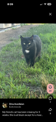 Lost Female Cat last seen Sunny cove, Warwick, RI 02889